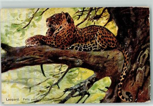 Leopard in Afrika Künstlerkarte Verlag Kohler Serie 459 Palette
