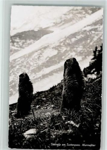 1938 Murmeltiere - Steinalp am Sustenpass AK