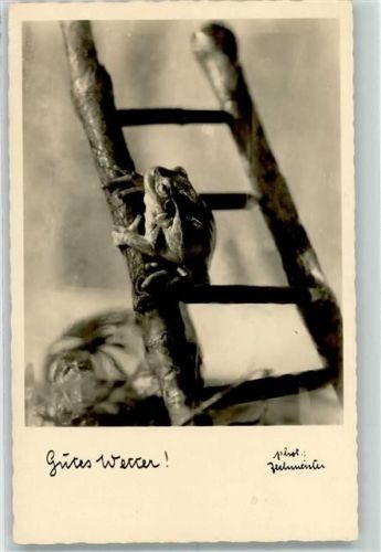 Frosch auf Leiter