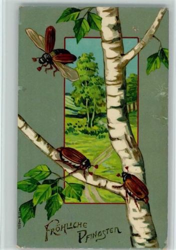 Pfingsten - Birkenbaum mit Maikäfer AK Maikäfer 1910 Lithographie