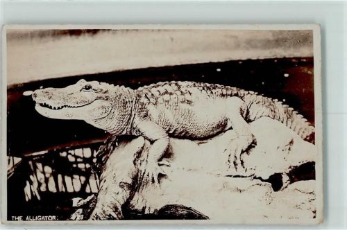 London Alligator
