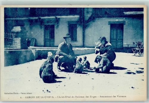 Gorges de la Chiffa 1929 Chalet Hotel du Risseau des singes - amusement mit Affen AK