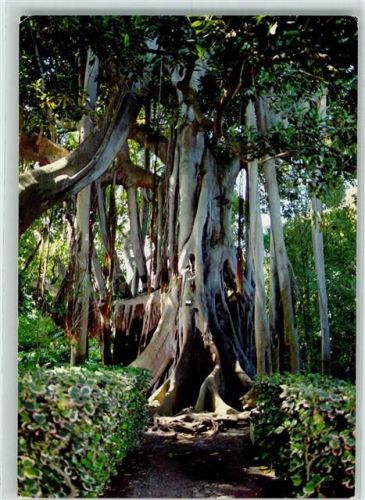 Puerto de la Cruz Jardin Botanico AK Baum 1990