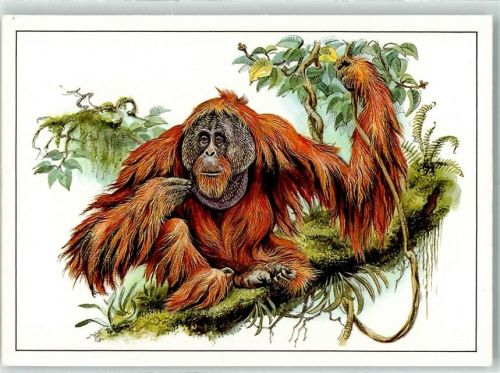 Orang-Utan Pongo pygmaeus sign Zieger Reiner