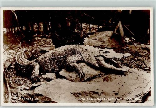 London Krokodil Zoo