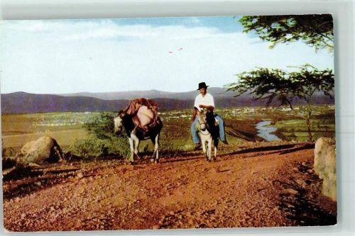 Barquisimeto Mulis mit Reiter