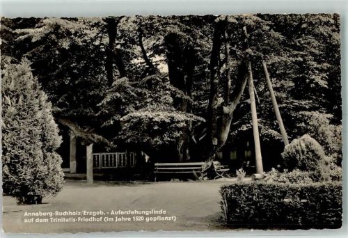 Annaberg-Buchholz Auferstehungslinde Trinitatis-Friedhof