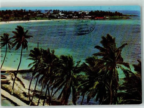 San Andres Palmen