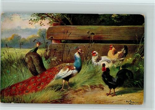 Serie 255 Hühner und Pfau , gute Erhaltung