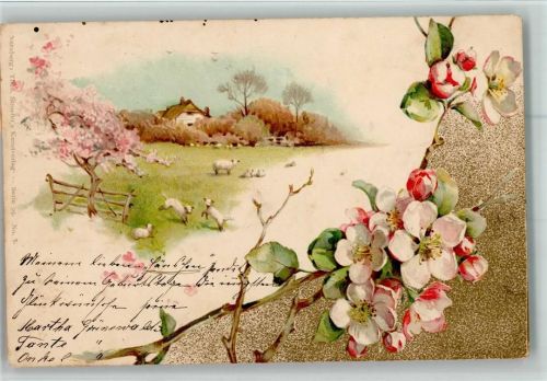 Lamm Kirschblüte Idylle Gehöft Holzzaun