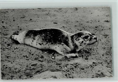 Junger Seehund an der Nordsee ca 1960 AK Robbe