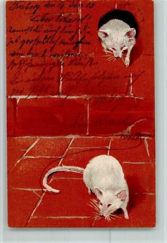 1903 Serie 2321 - weiße Ratten klettern aus einem Loch - Hintergrund der Karte ist rot
