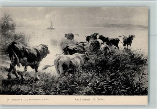 Nr. 39 Verlag Brunner & Co , Kühe am Bodensee , gute Erhaltung Koller, R.
