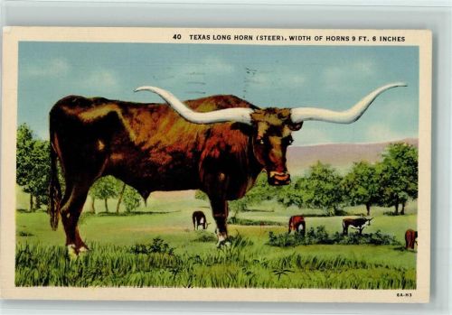 Texas Lonmg Horn Steer AK