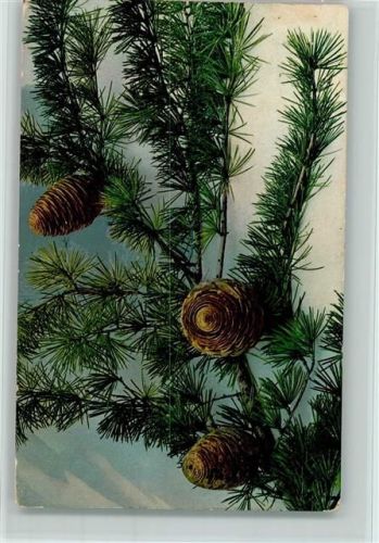1919 Serie 531 Nr. 1049 - Photochromie - Tannenzapfen , gute Erhaltung