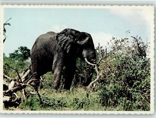 A browsing African bull elephant - south Africa