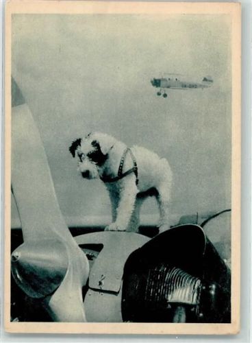 Hund Talisman steht beim Propeller Aeroclub Tschechien Flugzeug zivil