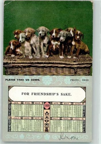 1905 Hunde 1906