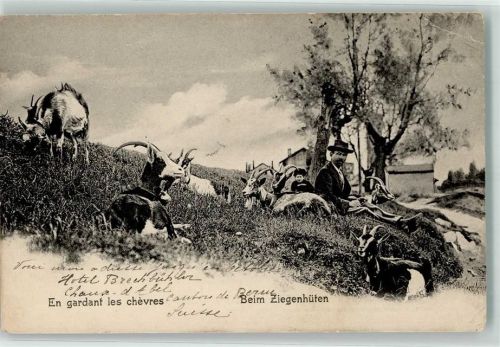1905 Hirte beim Ziegenhüten