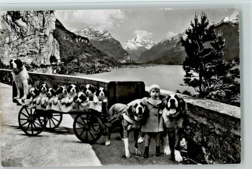 St. Bernhard - 8 Welpen Fotomontage