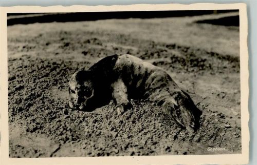 Am Strand schläft ein Seehund Foto AK