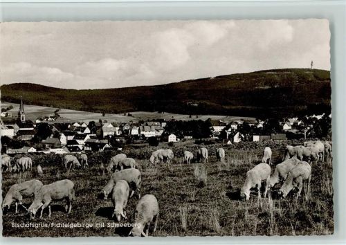 Bischofsgrün Schafherde Foto 1967 AK