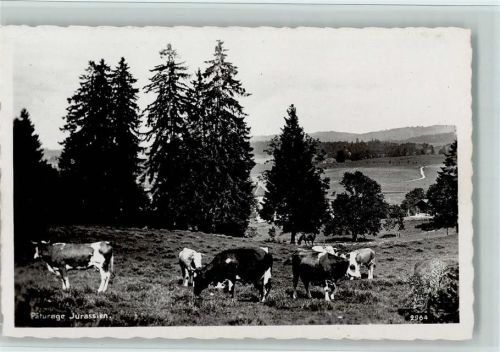 Paturage Jurassien