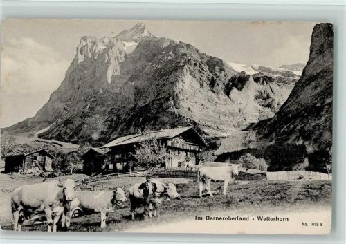 Im Berneroberland - Alpbauer mit seinen Kühen