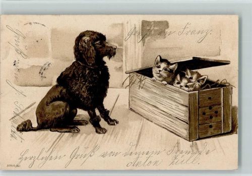 1902 Hund beobachte Katzen in einer Kiste AK