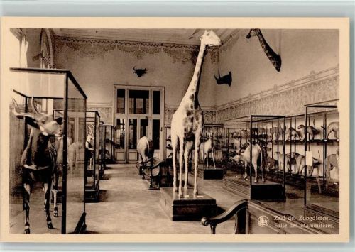 Tervuren Zaal der Zoogdieren Salle des Mammiferes