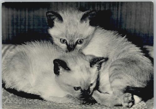 Foto 1966 AK Siamkatzen