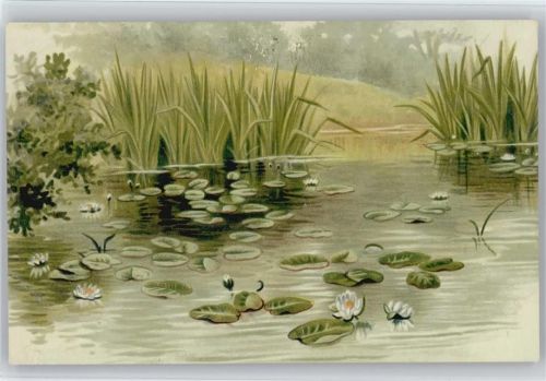 1900 Schilf -und blühende Seerosen schöne litho AK