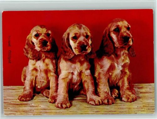 Cockerspaniel Welpen ca 1965 AK