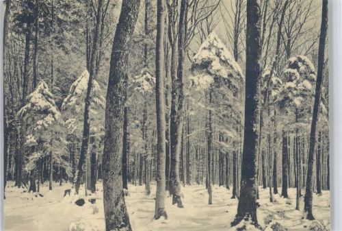 Wald Winter