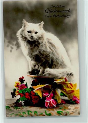 1933 Geburtstag - Foto AK weisse Katze