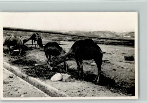Kamele grasen ca 1938 Foto AK