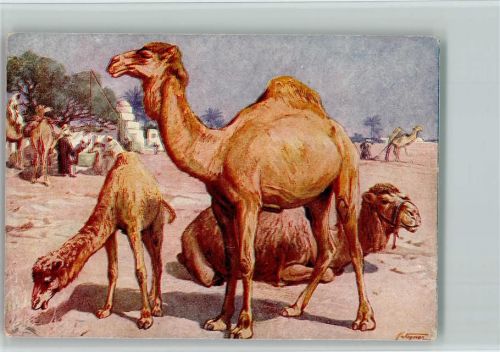 Meinholds Tierbild Nr. 13b - Dromedar