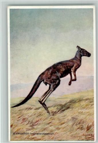 Kängeruh - National History Animals Serie Nr. 83 AK