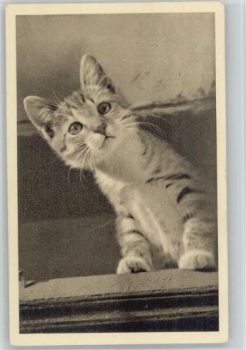 Neugierig - Spenden AK Österr. Tierschutzverein - 1936 AK