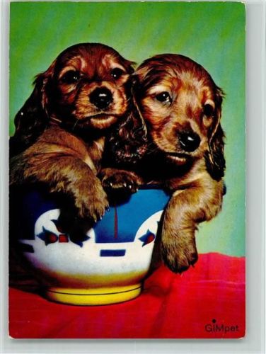 Spaniel Welpen ca 1965 AK