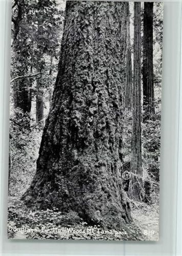 Douglas Fire, Main Wood - Tamalpais