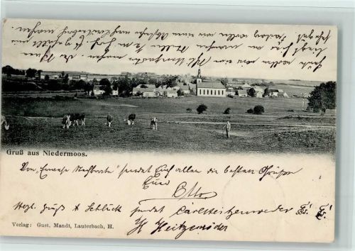 Nieder-Moos 1908 Teilansicht Kühe