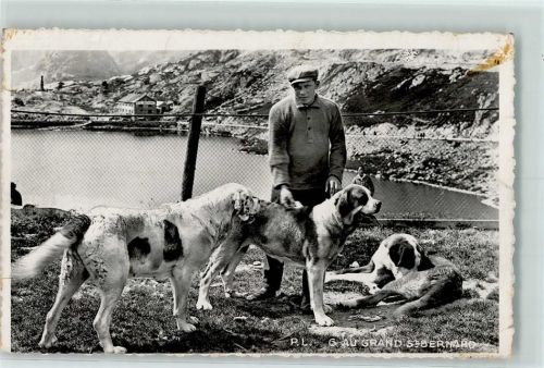 Grand-St-Bernard Bernhardiner Bernhardiner