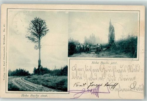 W7547 Bad Wildbad im Schwarzwald Hohe Buche einst und jetzt Baum 1900