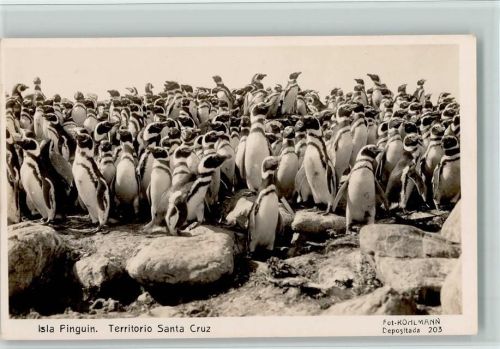 Isla Pinguin - Santa Cruz - Foto Kohlmann Nr. 203 , gute Erhaltung AK Pinguin Foto AK