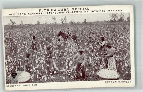 Jersey City 1911 Cotton Harvest Cotton Pflücker Florida-Kuba Landwirtschaft