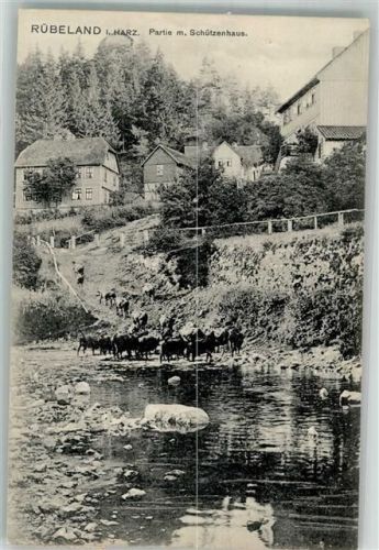 Rübeland 1907 Am Schützenhaus Rindertränkung