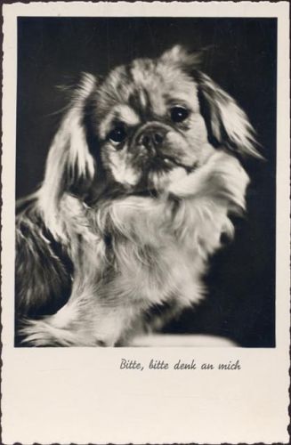 um 1930/40 Rassehund, Pekinese, Nr. 67133/3,Amag