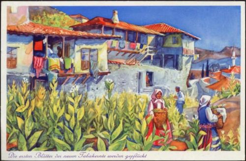 1957 Melnik, Bulgarien, malerischer Winkel, die ersten Blätter der neuen Tabakernte werden gepflückt, Frauen in Tracht, Künstler-AK