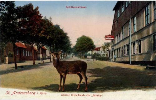 um 1910/20 St. Andreasberg, Schützenstraße, zahme Hirschkuh -Mieke-,Louis Glaser